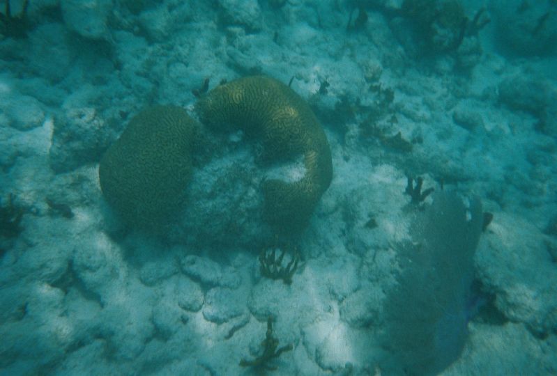 brain coral